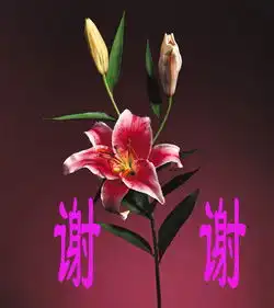 王者兰园的花好人更好
