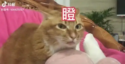 用4w张猫片收获百万粉丝,这位行走的猫薄荷到底有什么魅力
