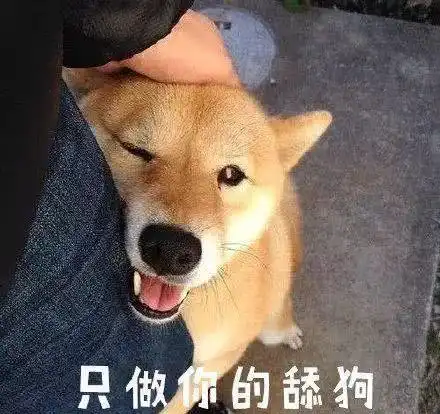 柴犬就是行走的表情包,又蠢又萌又可爱,果真颜值即是正义
