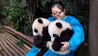 饲养员用熊猫当桌垫,委屈表情爆红网络,唯一不把熊猫当国宝的人
