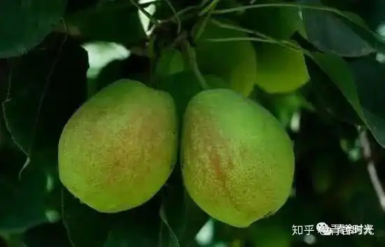 新疆水果盛宴即将开启跟着地图吃个遍
