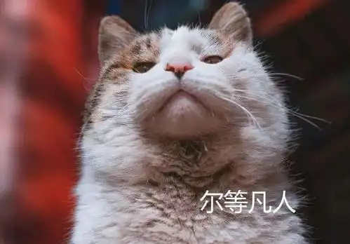 猫猫除了可爱,还能用来干什么
