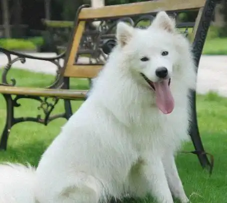最适合上班族养的4种狗狗博美犬上榜,你最想养哪一种
