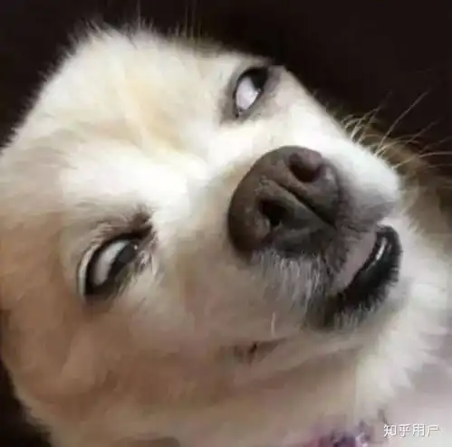突然很很好奇,一般男神和撩妹狂魔和妹子聊天时都用什么表情包

