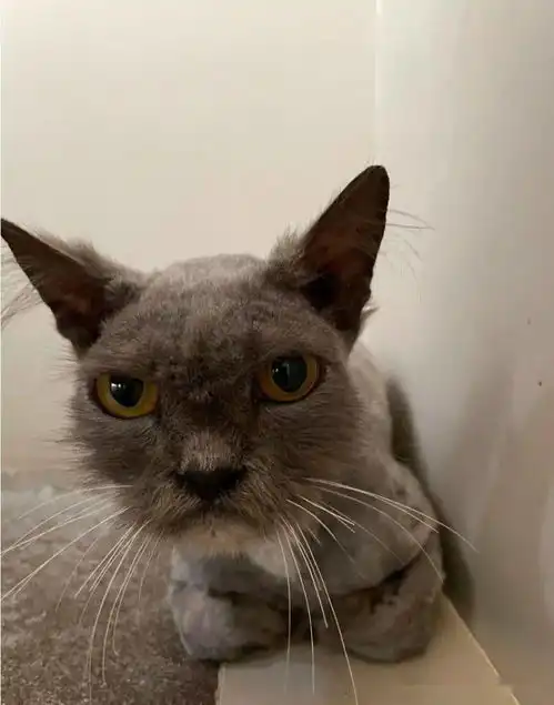 猫咪被喷漆,对人不信任,表情超凶还暴躁,但也掩盖不住高颜值
