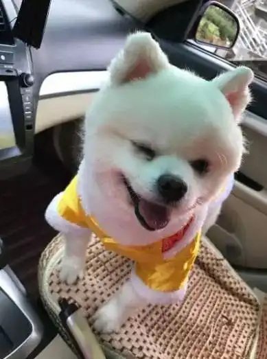 每个表情都自带故事汪星人萌照征集,赢iphonex的机会你都不要
