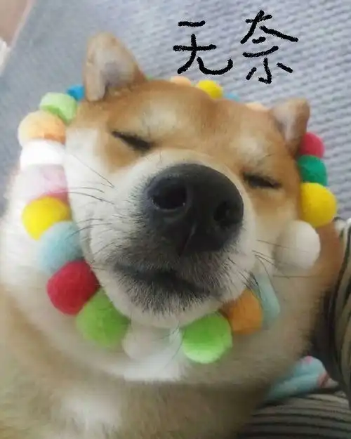 柴犬表情包搞笑che