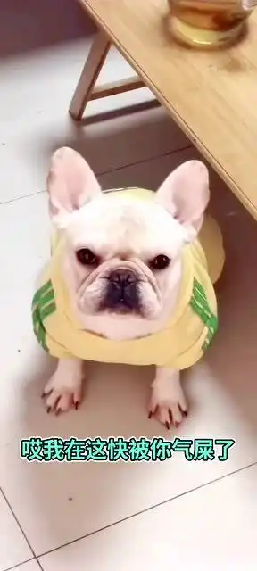 狗子你这是什么表情,难道受委屈了吗可我也没欺负你啊
