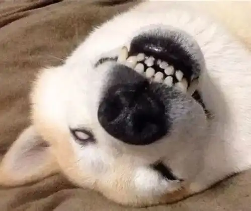 笑哭如果重庆轻轨也有朋友圈,画风一定是这样的
