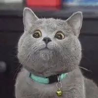 搞笑猫咪表情包微信头像图片大全
