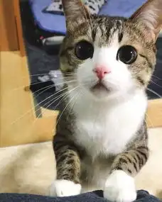 这只网红狸花猫的表情真是独一无二的可爱
