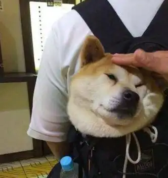 地铁上看到一人背着狗,以为是玩具狗上去摸一下,没想到是真的狗