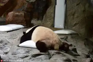 广州38度高温国宝熊猫趴冰块避暑纳凉
