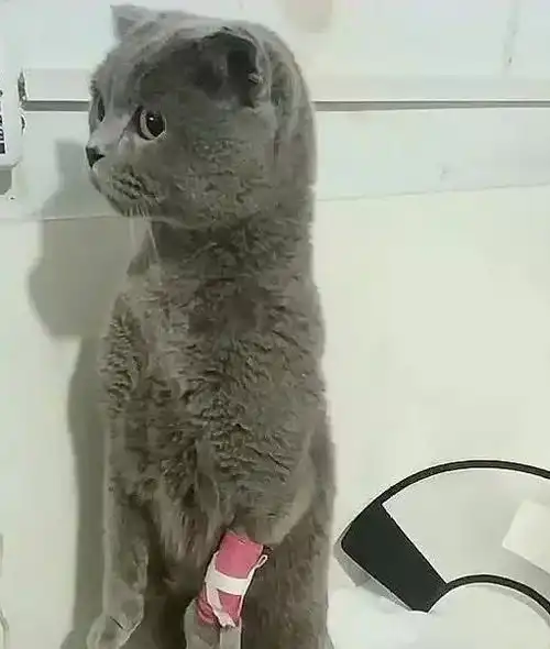 主人带蓝猫去输液,看见蓝猫的眼神,主人又不是我扎的你
