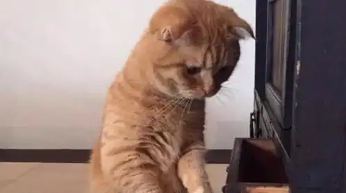 藏抽屉里的小鱼干不见了,大橘猫的表情,让人笑喷
