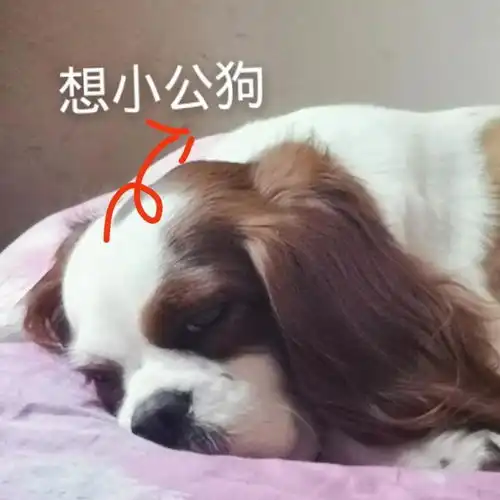 沙雕主人和表情包成精的狗子,每天都这样在家里上演大戏
