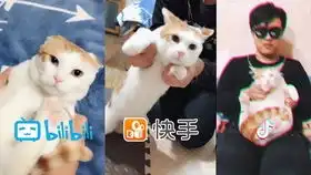 抖音捅猫窝了,这么多妖娆可爱的喵星人集体出动了

