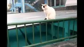 小猫咪第一次看到小鸟,用猫爪摸了摸小鸟,表情太萌了
