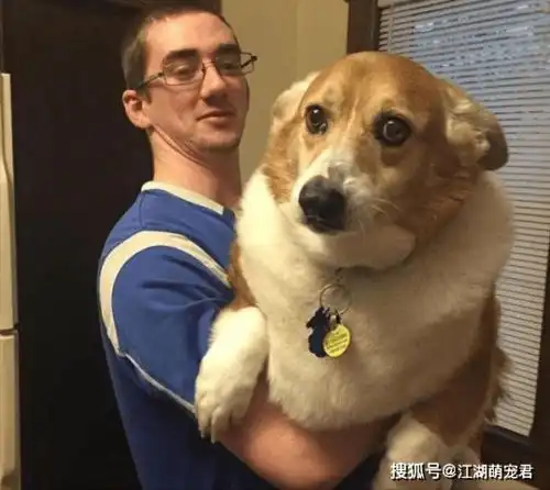 抱狗的错误方式,你还在用吗怪不得你家狗嫌弃你
