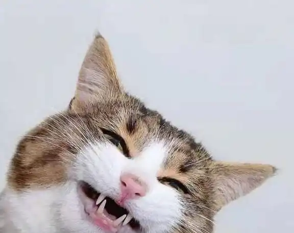 猫小主为什么会掉胡子
