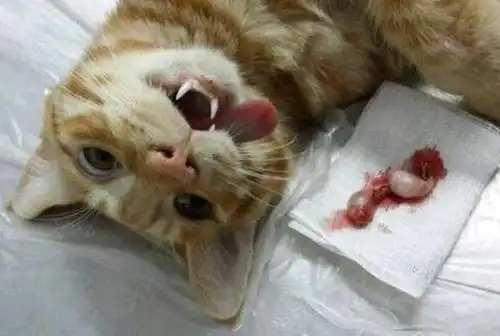 猫绝育蛋蛋猫砂,猫绝育猫砂哪种温和

