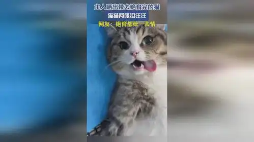 主人晒出带去绝育完的猫,两眼泪汪汪,网友绝育了都统一表情
