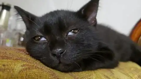 小黑猫竟然想把我骗到垃圾桶里
