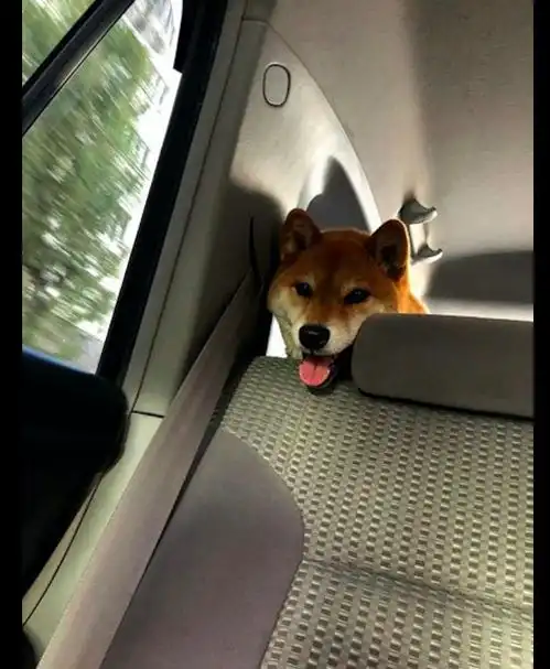 主人骗柴犬去医院,狗狗一开始面带着笑容,到最后表情都凝固了