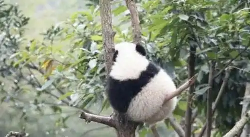 大熊猫到底有多可爱,职业猫粉带你一起看萌萌的熊猫

