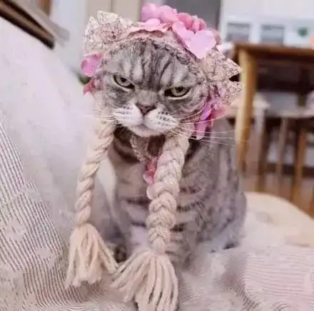 养了这样的喵主子,感觉随时可能要被猫暴揍一顿
