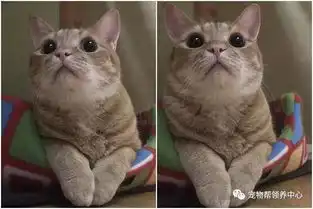 奴才出门忘喂猫粮,回家后就看到主子一脸超不爽表情...
