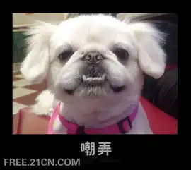 小猫小狗丰富的面部表情
