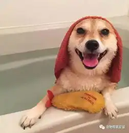 这只柴柴有个怪癖,洗澡必须抱着小虾如果你把小虾虾抢走...
