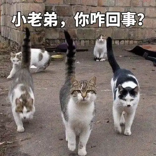 搞笑猫咪表情包39张
