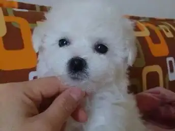 图成都犬舍直销纯种比熊犬签协议活包纯种健康成都宠物狗