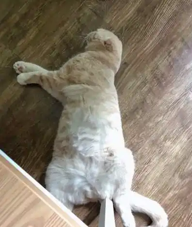 猫咪做完绝育后是什么样子的从手术台下来的表情让人心疼
