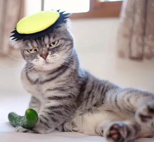 这只猫一看就是混社会的,永远一副霸道不屑的表情,你敢对视么
