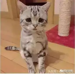家长一天表情包大全简直太形象了
