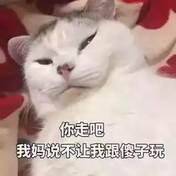 猫咪中也有弱智,铲屎官做完猫咪智商测试,发现喵星人智商堪忧

