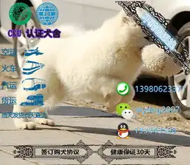 冠军后代双血统萨摩耶一窝证书可查可以看狗父母
