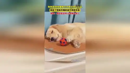 狗狗困到快要睁不开眼还想玩玩具
