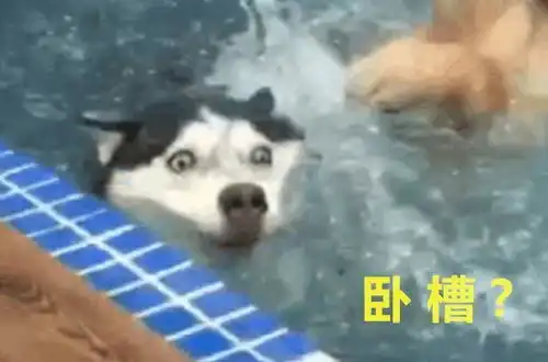 二哈游泳被金毛一脚踩入水底,出水芙蓉形象笑哭众人
