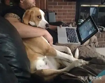 和男票养宠物之后,感觉自己像个小三
