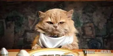 猫奴们不小心忘了放粮,小心皇上要震怒了
