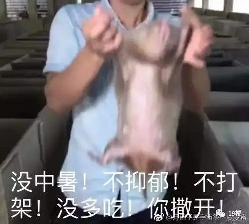 哈哈哈哈哈哈哈这只竹鼠,承包了我一天的笑点
