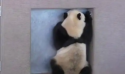 饲养员发现大熊猫在越狱,刚想批评几句,看见它的表情笑了
