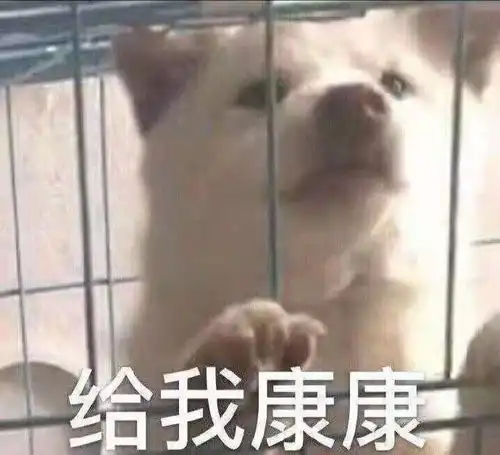 igp竞技犬运动来喽友友们看过来
