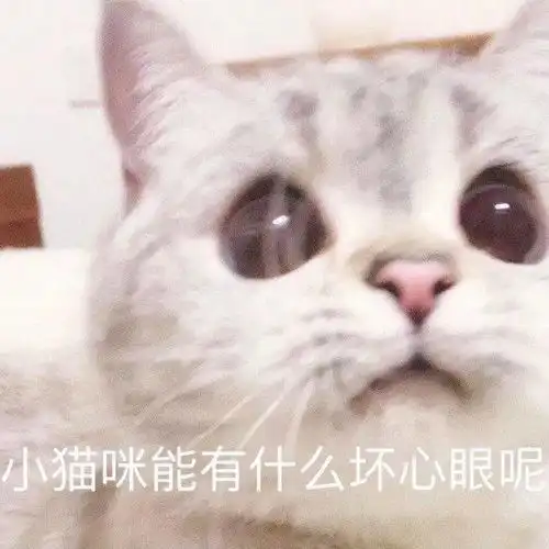 网红猫咪猫咪臭娜娜表情包十一