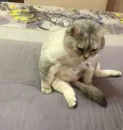 猫做完绝育后在睡觉,主人中途不放心,悄悄打开门后看到了这幕