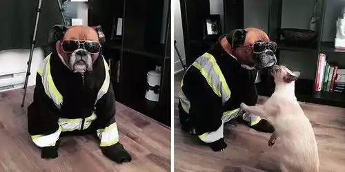 拳师犬,好好好好好猛的一猛犬
